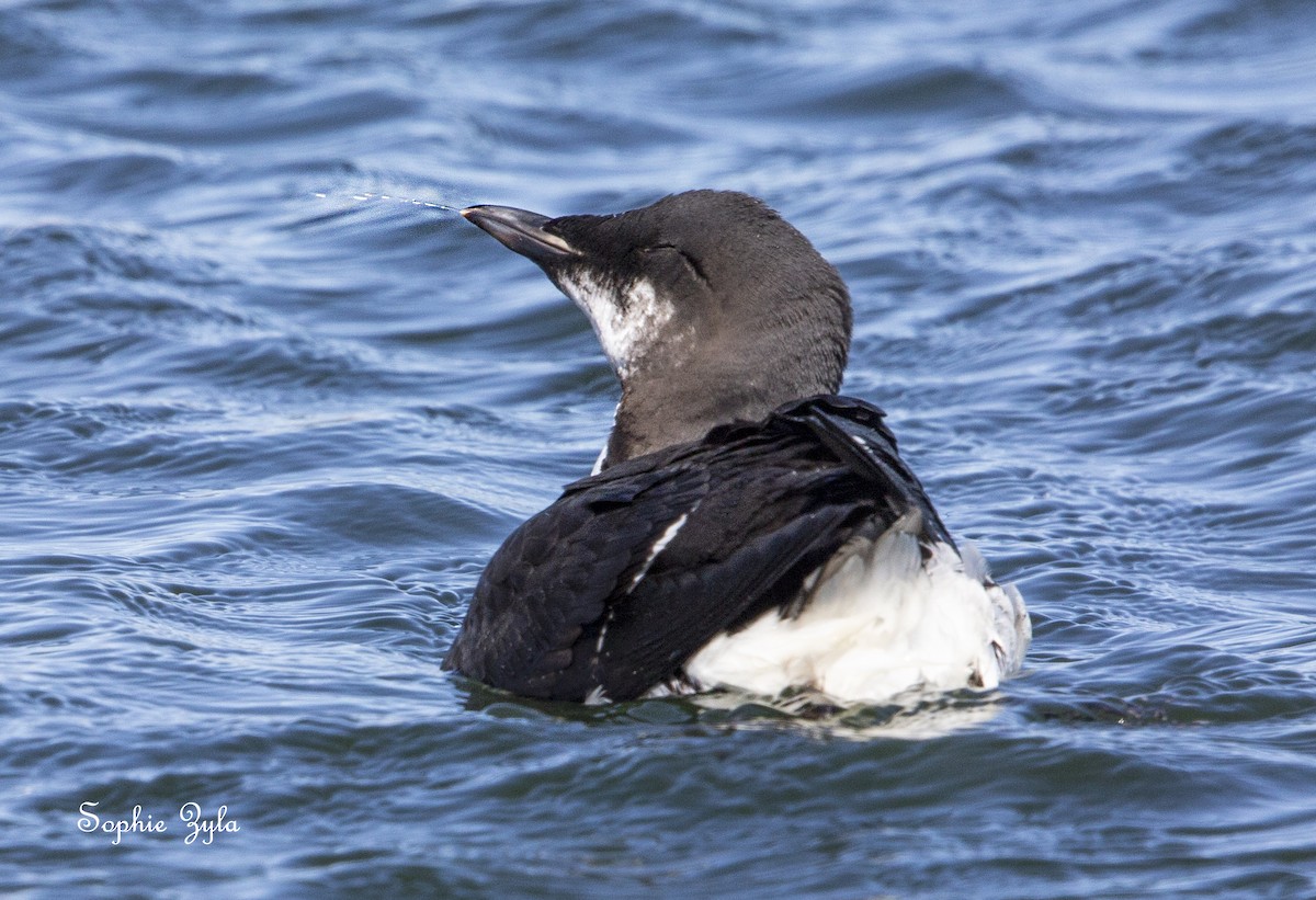 Thick-billed Murre - ML617874903