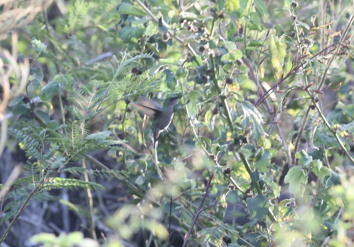 Antillean Crested Hummingbird - ML617874954
