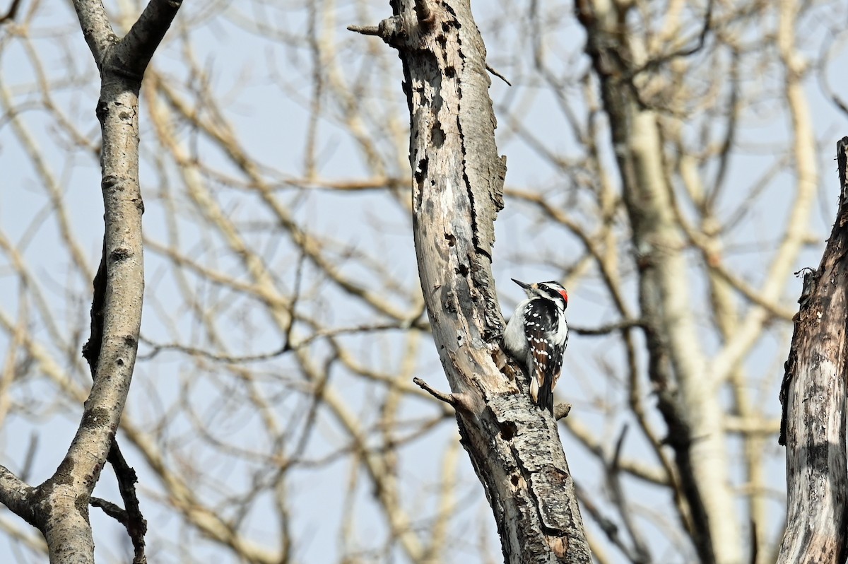 Hairy Woodpecker - Marie O'Neill