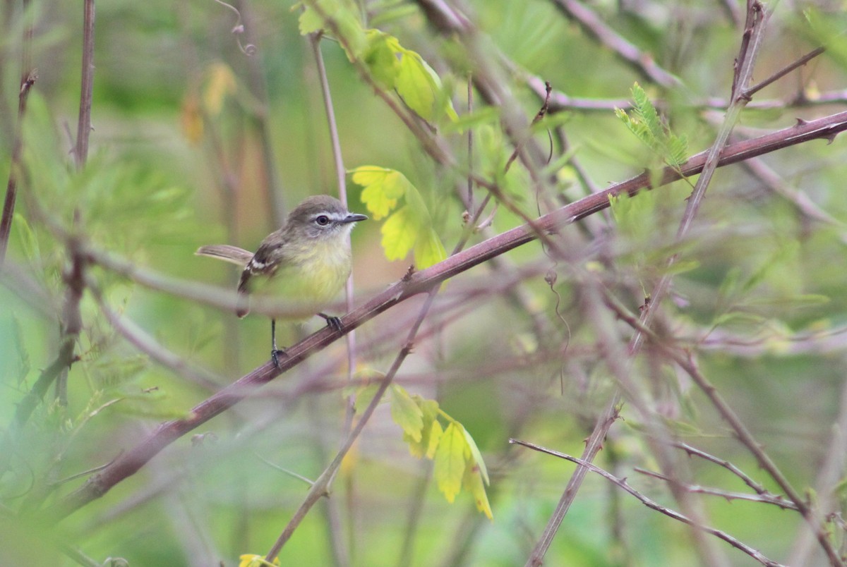 Pale-tipped Tyrannulet - ML617875092