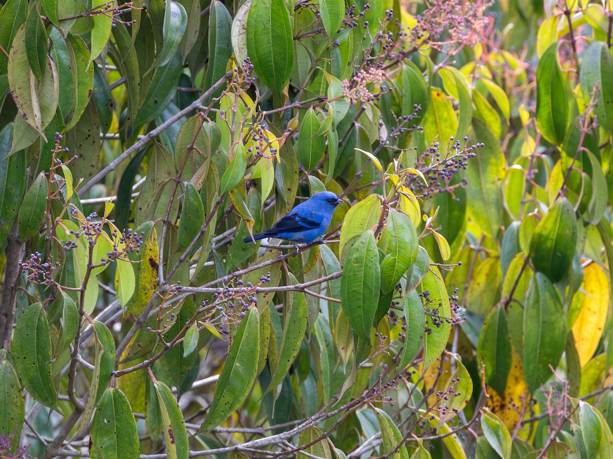 Blue-and-black Tanager - ML617875105