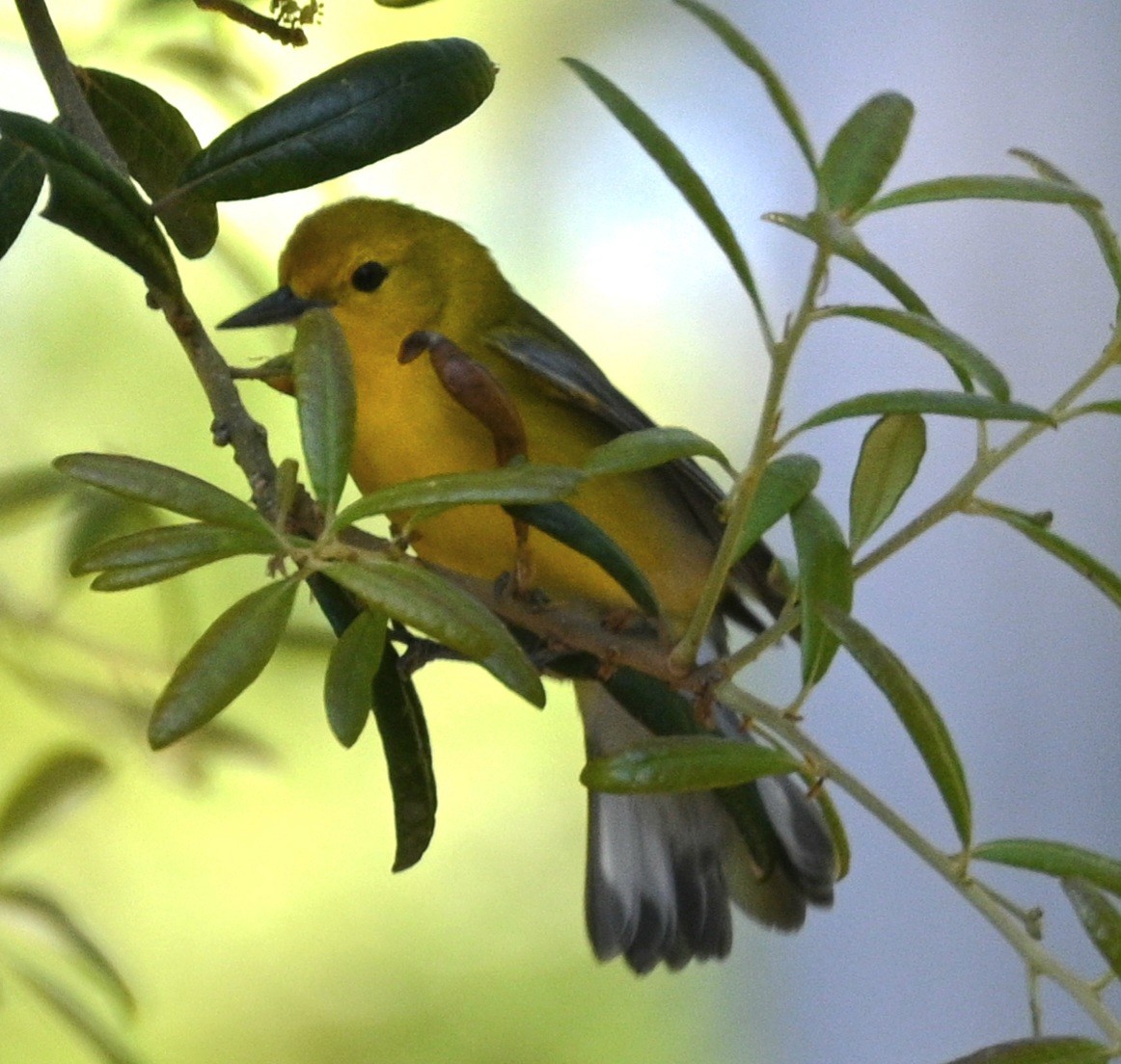 Prothonotary Warbler - ML617875127