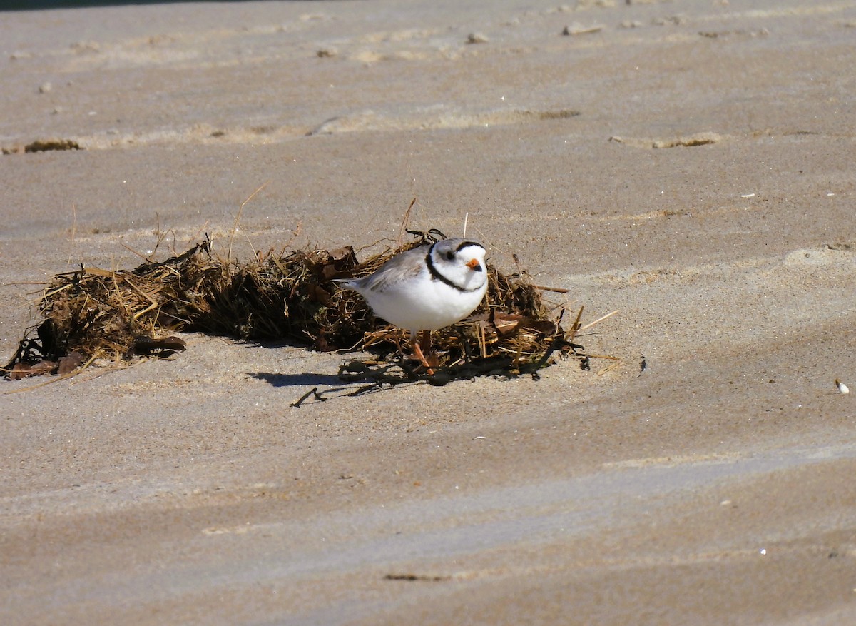 Piping Plover - ML617875154