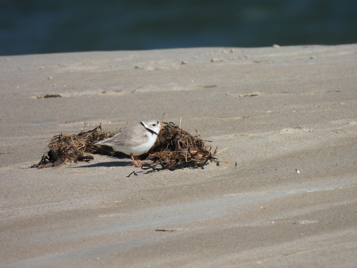 Piping Plover - ML617875157