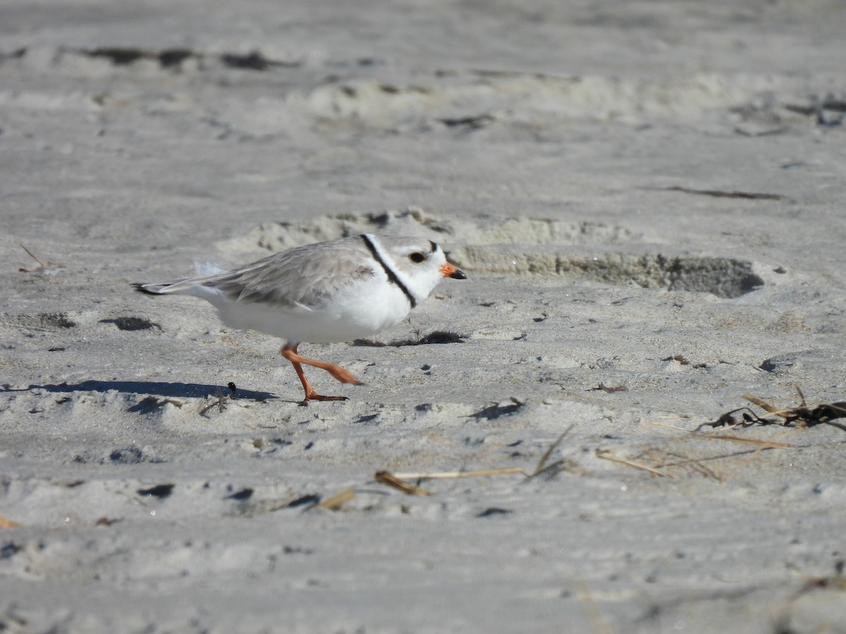 Piping Plover - ML617875159