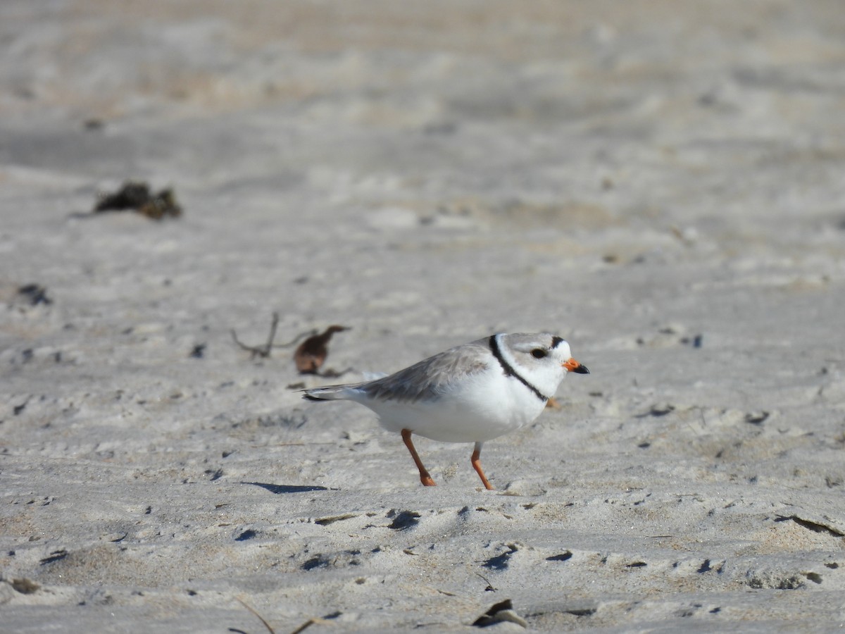 Piping Plover - ML617875161