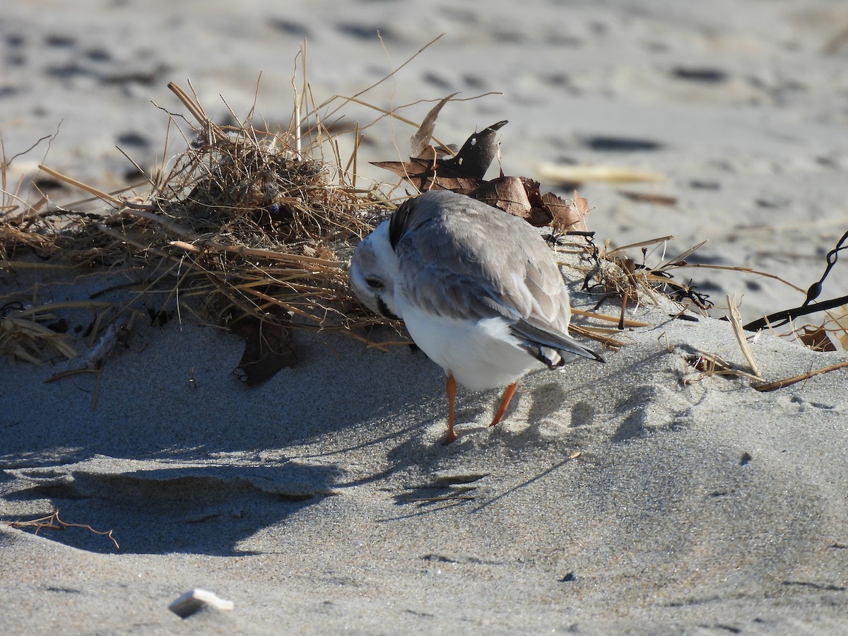 Piping Plover - ML617875162