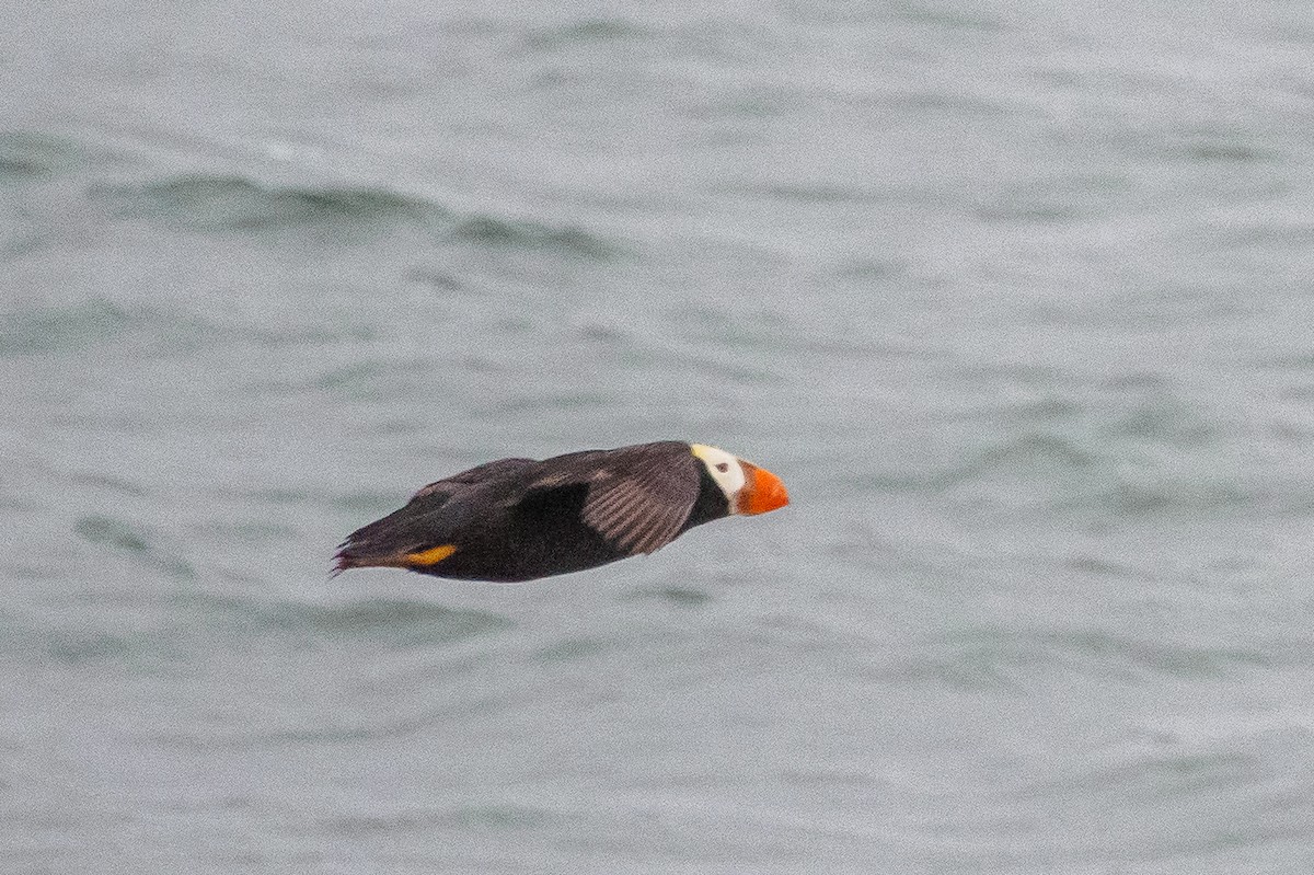 Tufted Puffin - ML617875222