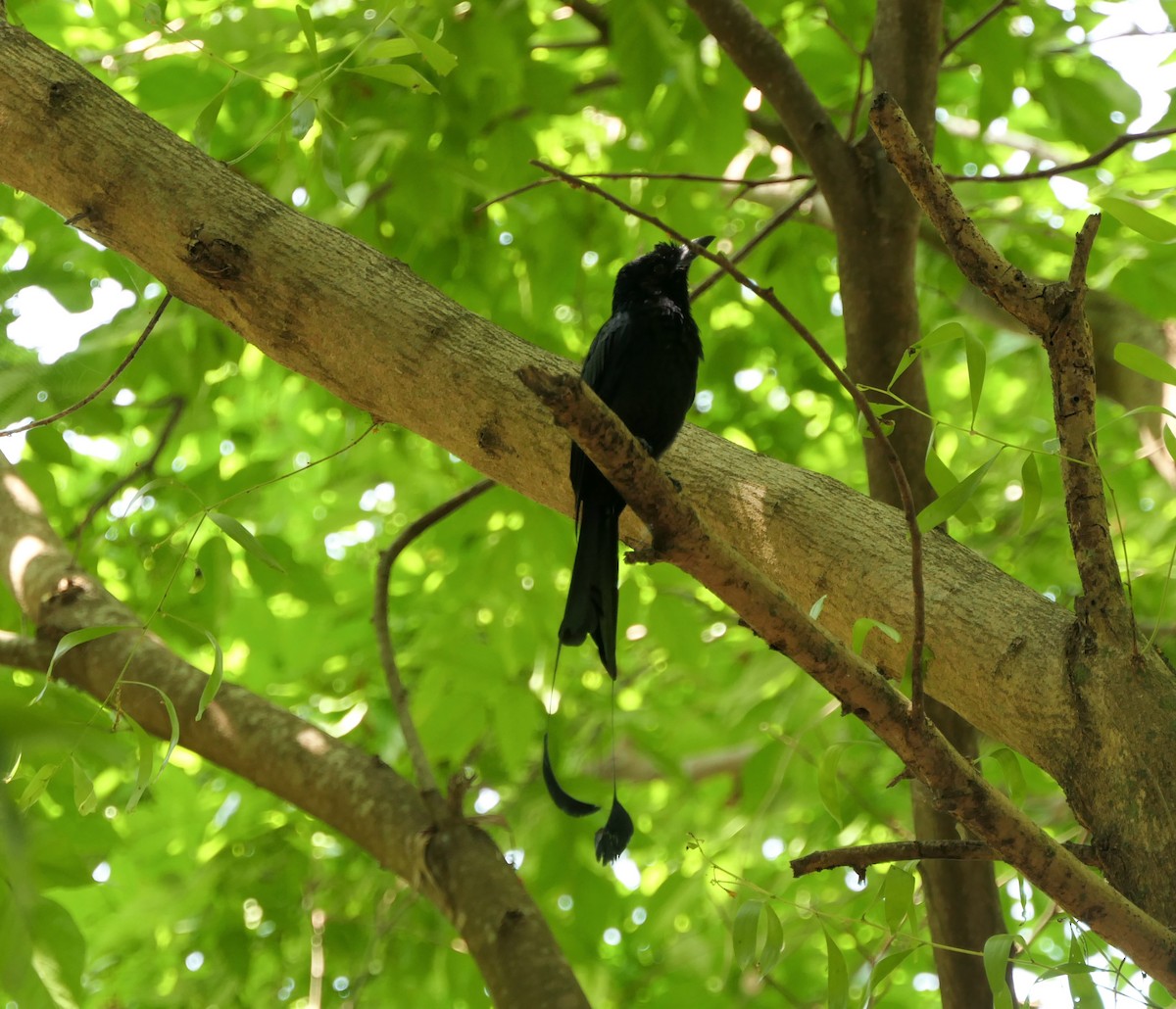 Greater Racket-tailed Drongo - ML617875285