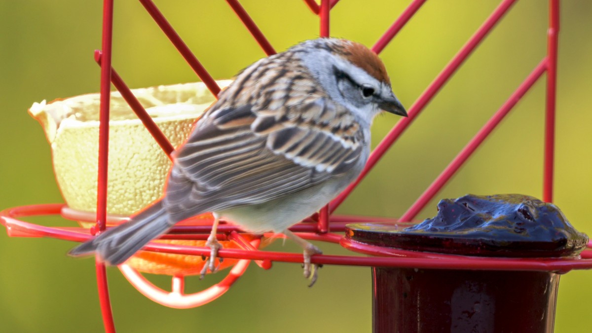 Chipping Sparrow - ML617875292