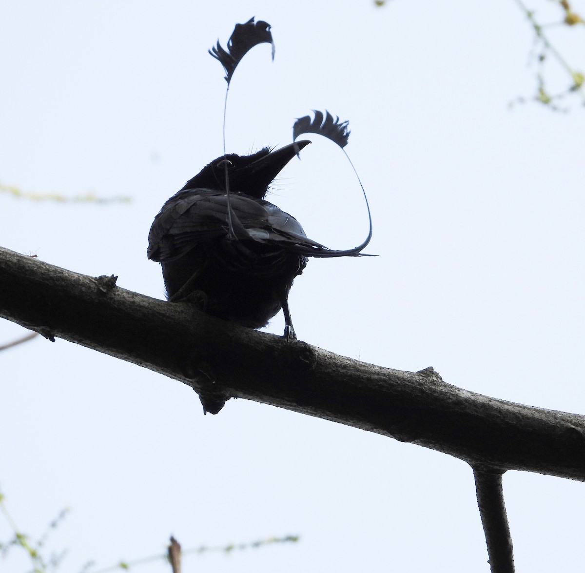 Greater Racket-tailed Drongo - ML617875299