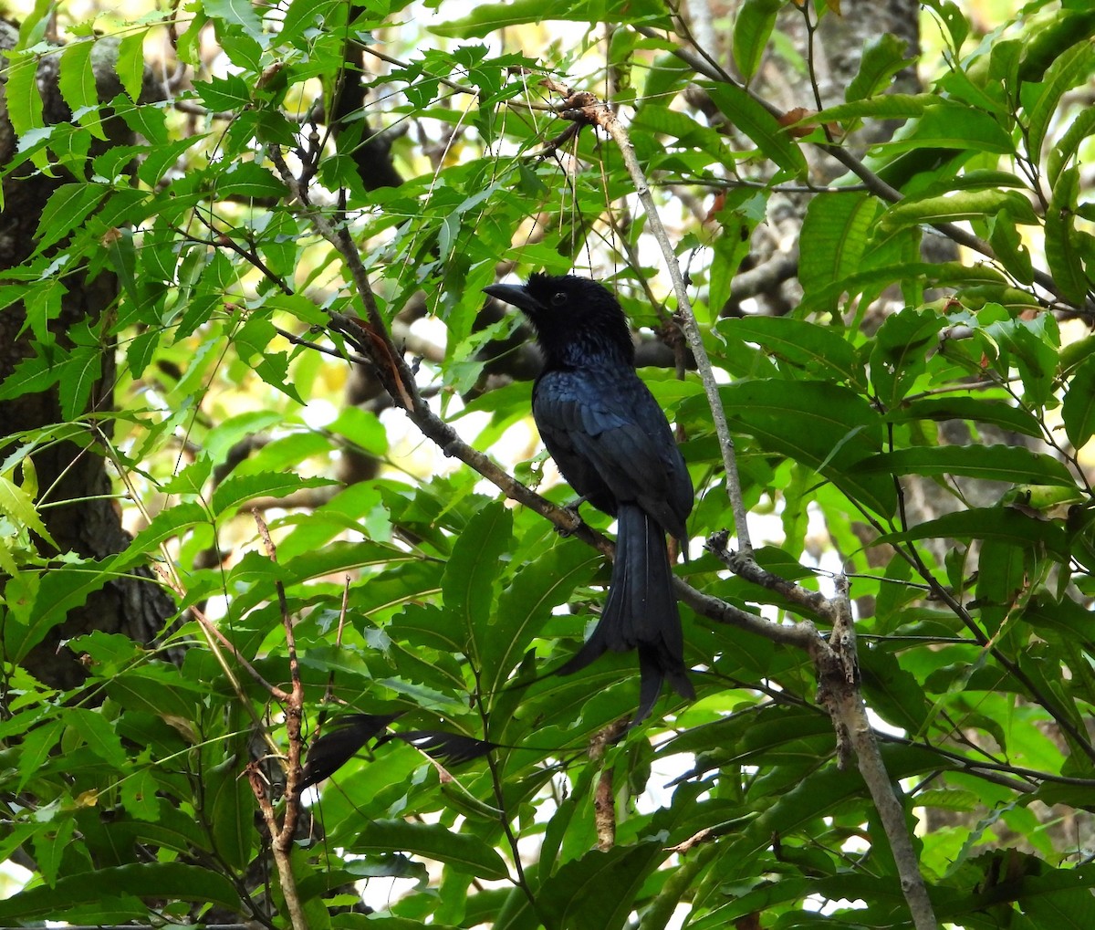 Greater Racket-tailed Drongo - ML617875300