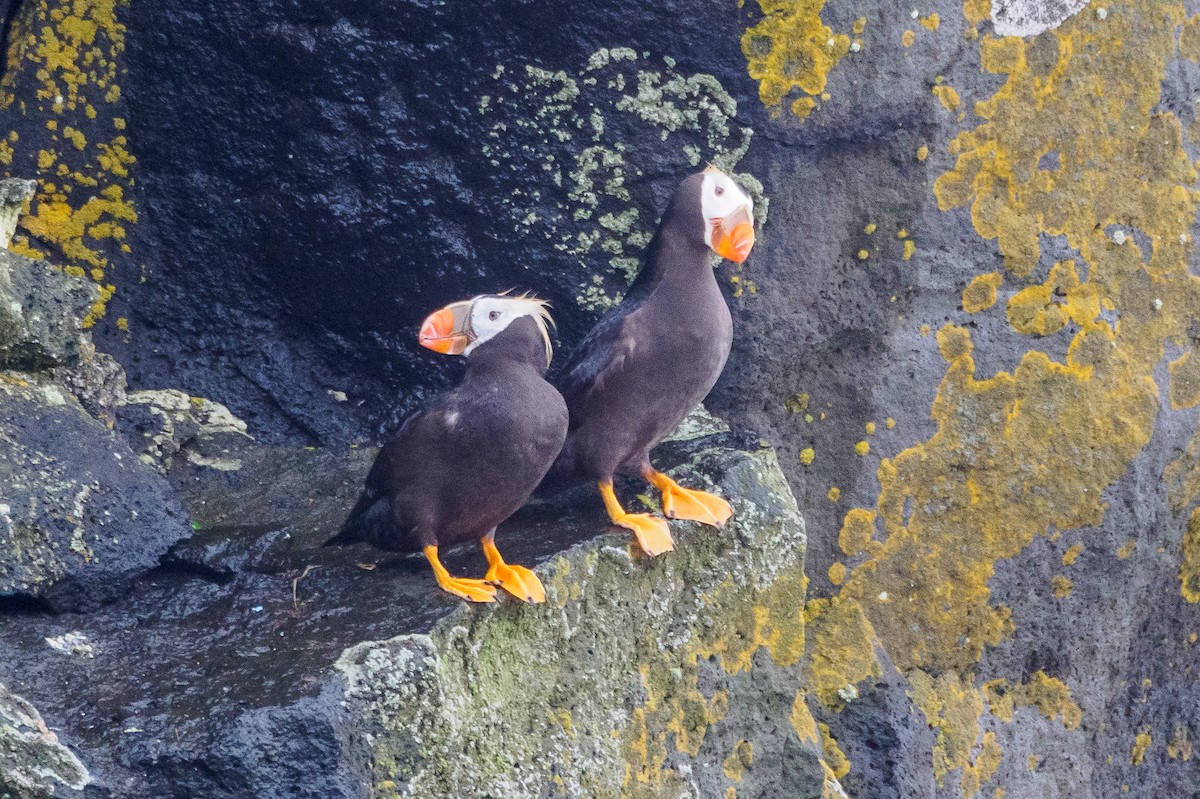 Tufted Puffin - ML617875319