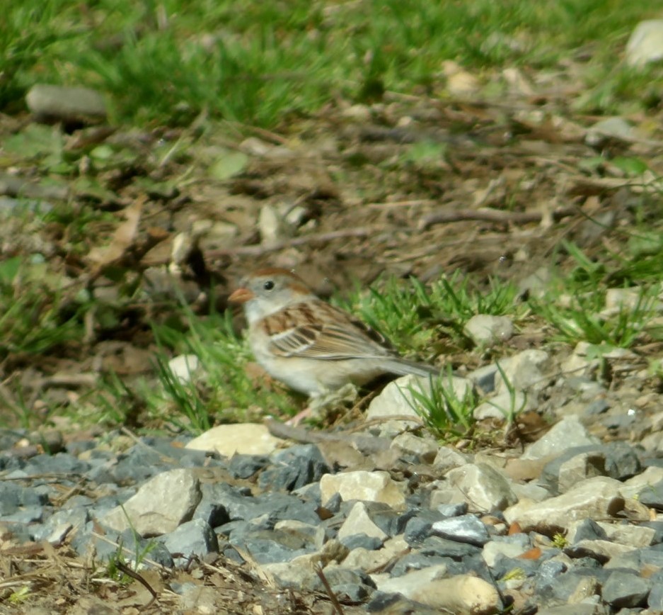 Field Sparrow - ML617875350