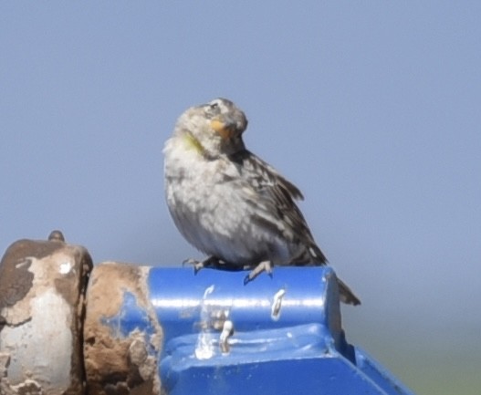 Rock Sparrow - NM Gatward