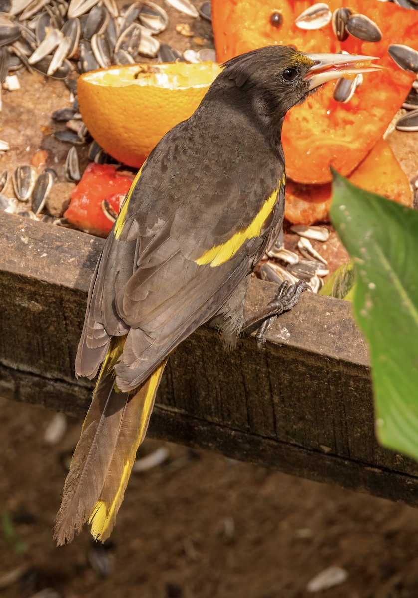 Yellow-winged Cacique - ML617875356