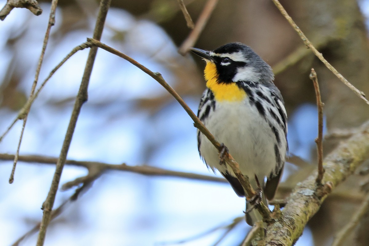 Yellow-throated Warbler - Leland Shaum