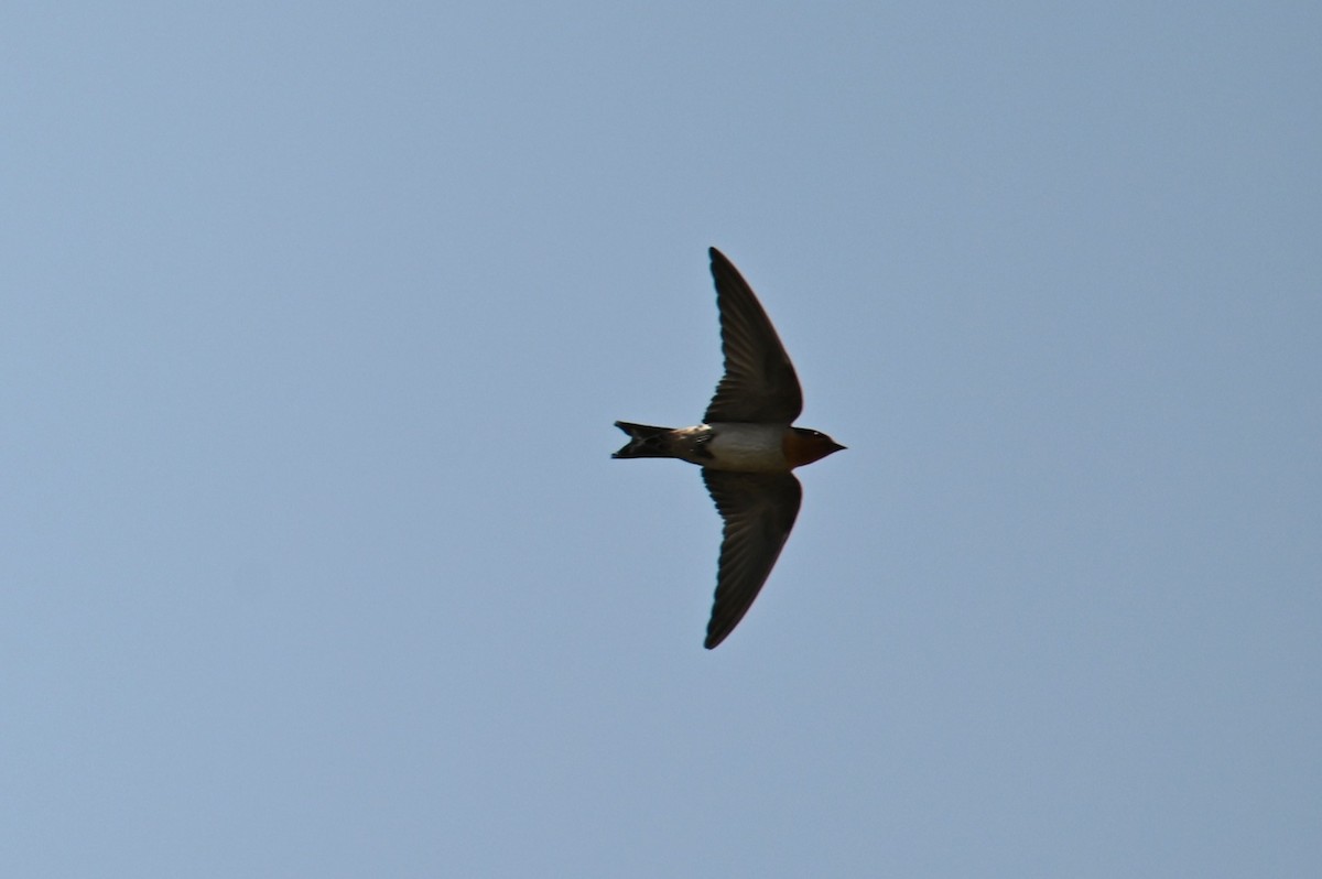 Pacific Swallow - ML617875375