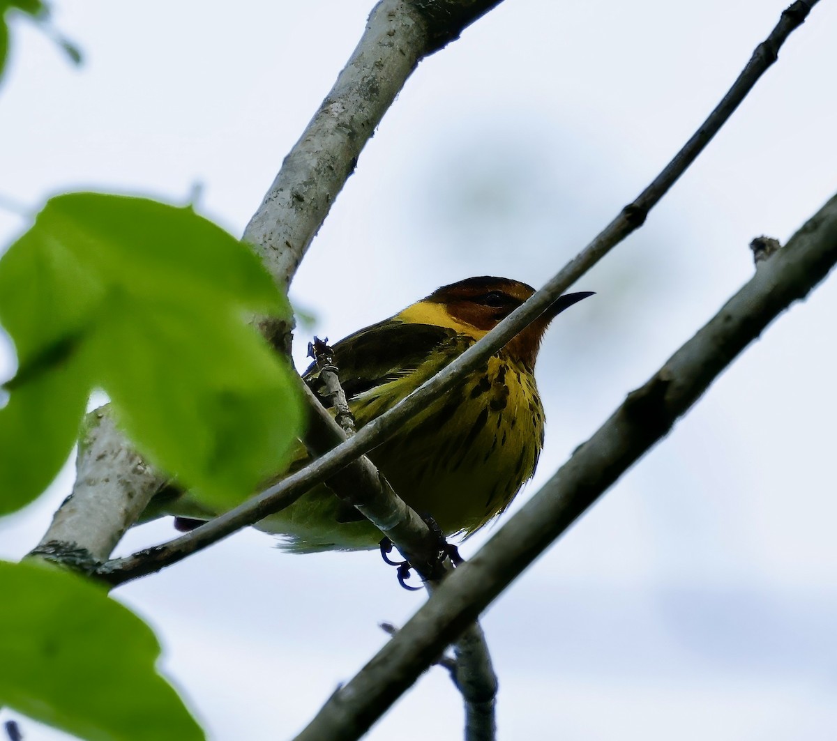 Cape May Warbler - ML617875403
