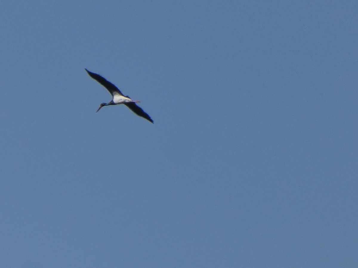 Black Stork - ML617875445