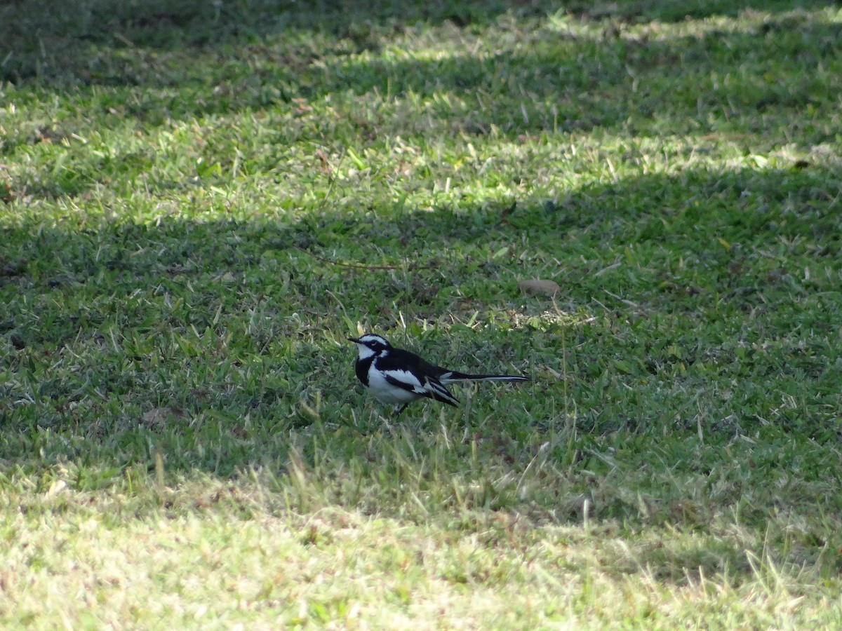 African Pied Wagtail - ML617875476