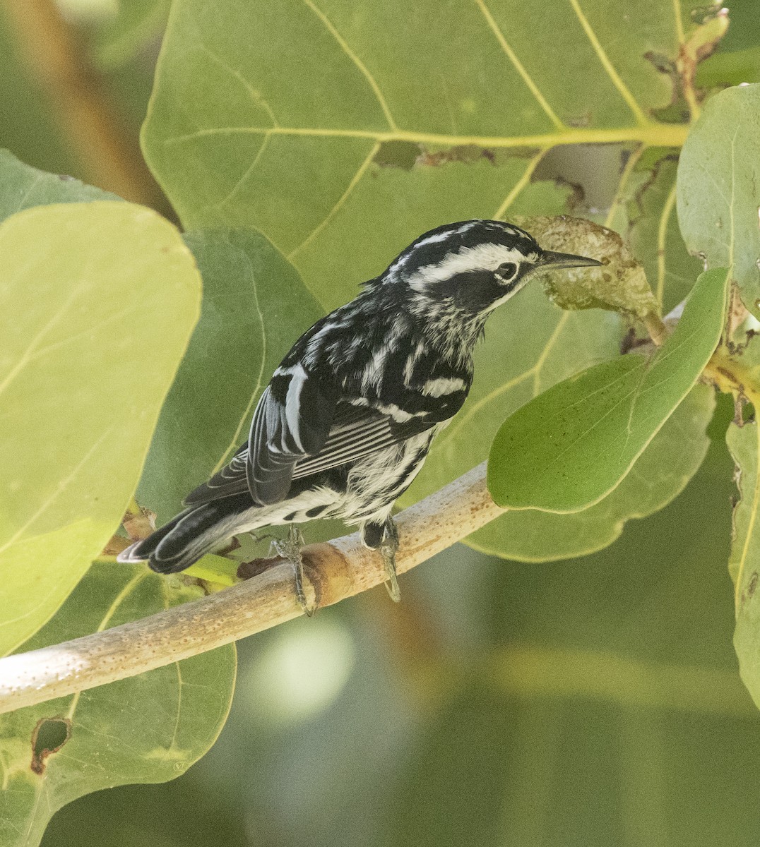 Black-and-white Warbler - ML617875481