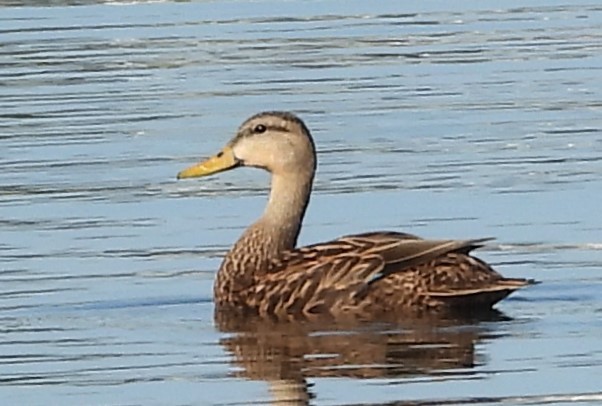 Mottled Duck - ML617875501