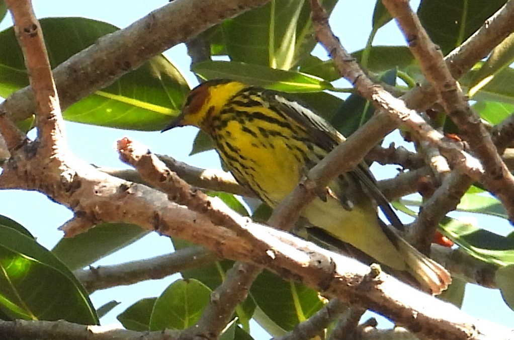 Cape May Warbler - ML617875522