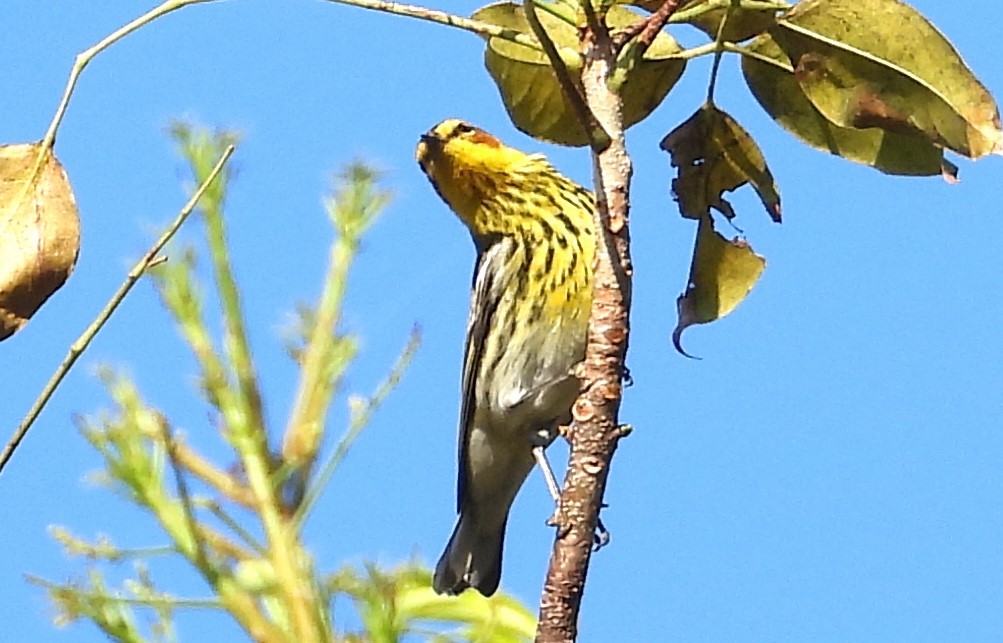 Cape May Warbler - ML617875523