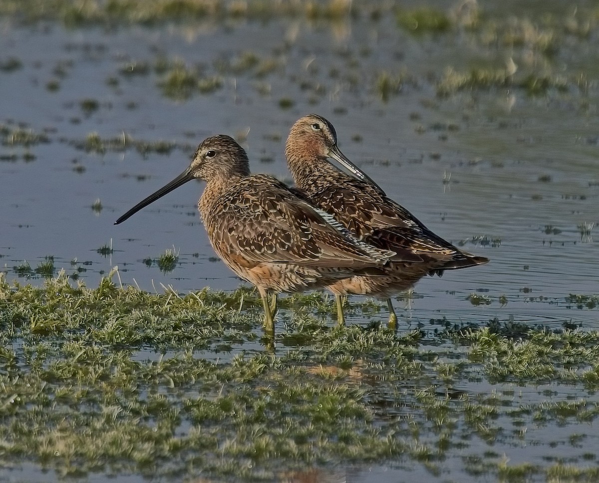 Long-billed Dowitcher - ML617875550
