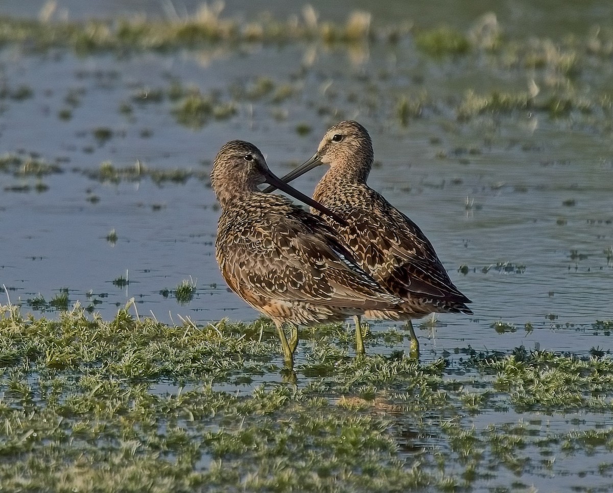 Long-billed Dowitcher - ML617875551