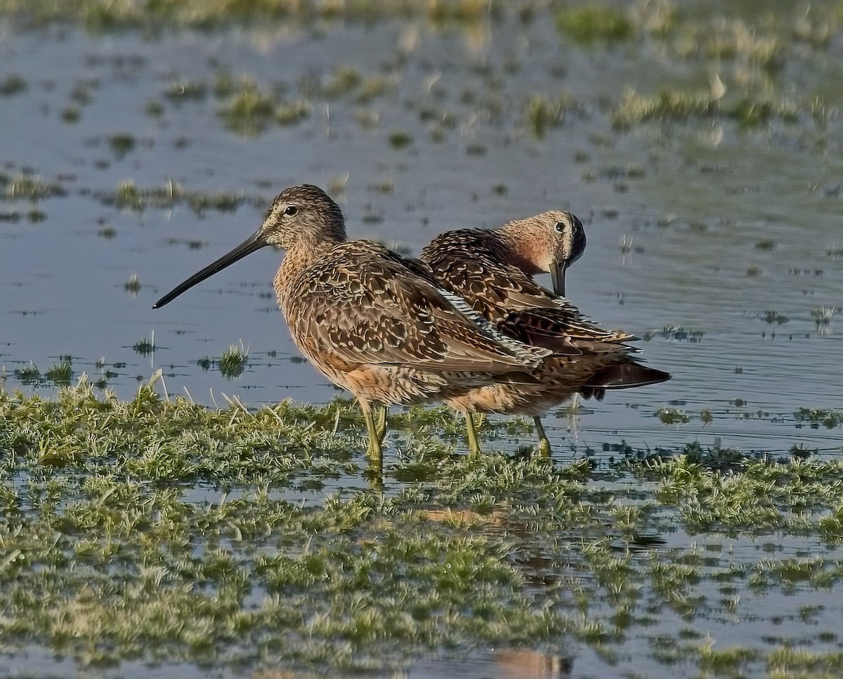 Long-billed Dowitcher - ML617875552