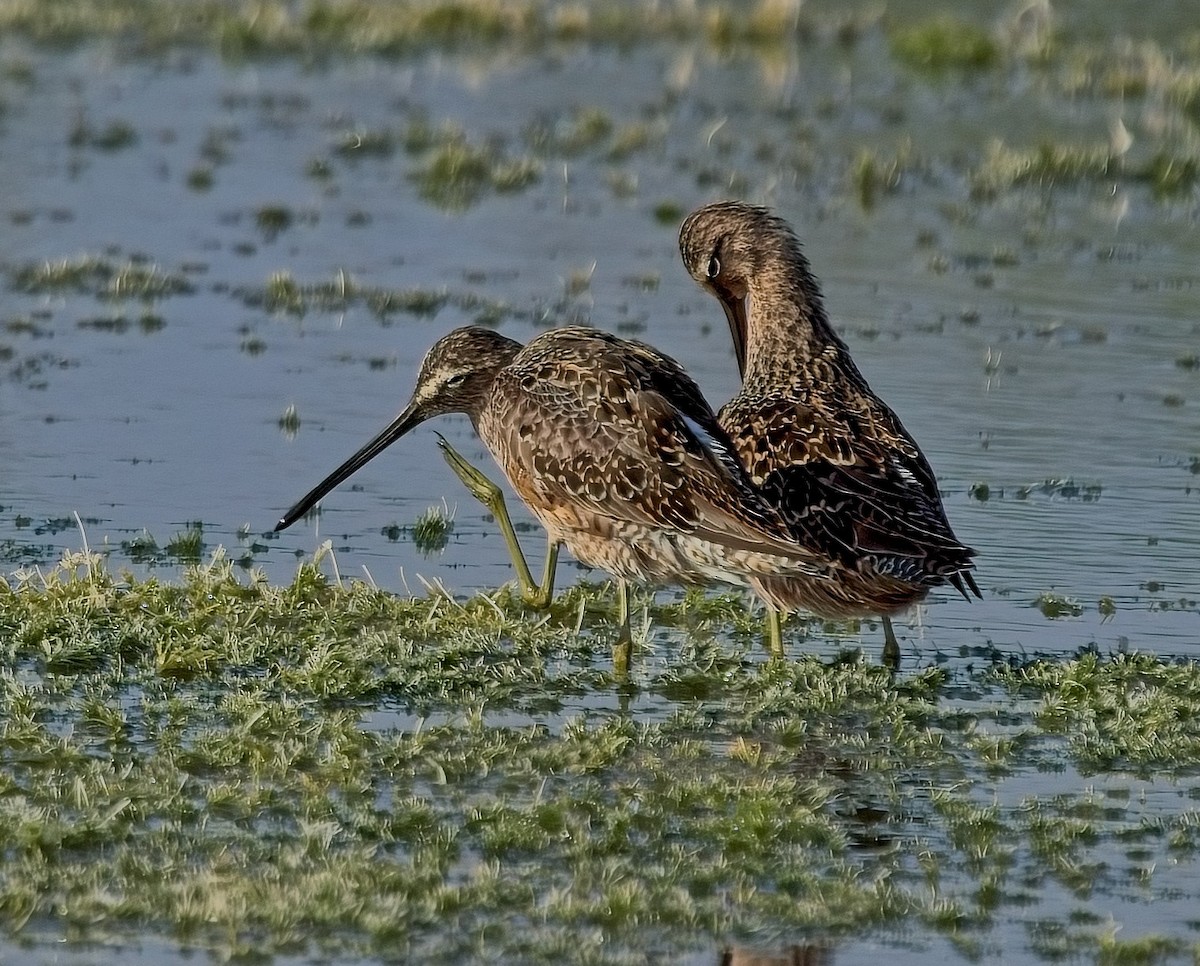 Long-billed Dowitcher - ML617875553