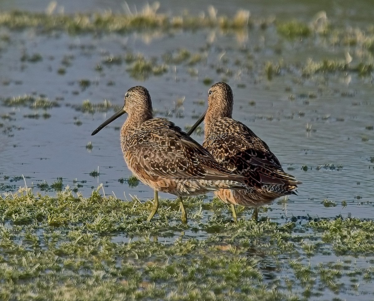 Long-billed Dowitcher - ML617875554