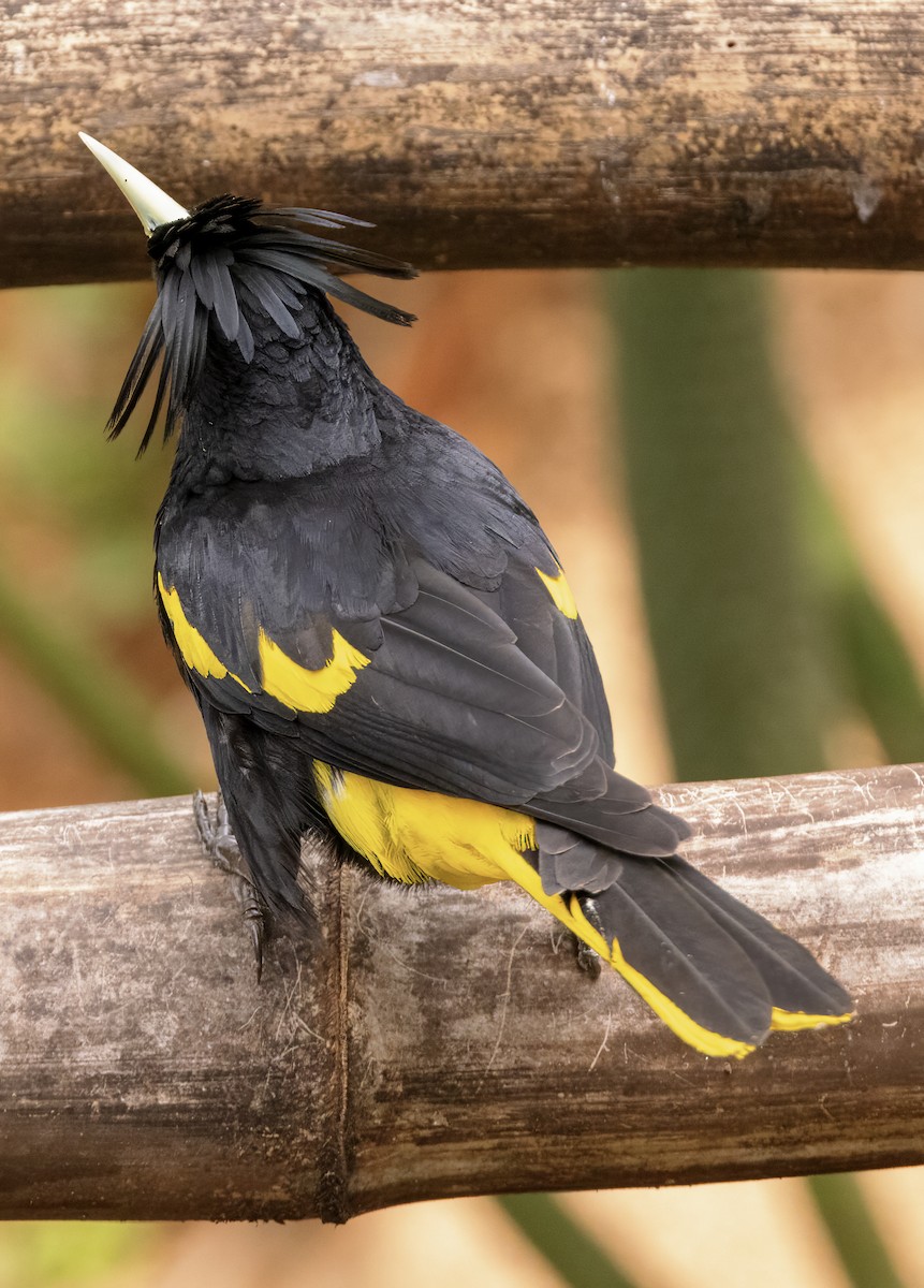 Yellow-winged Cacique - ML617875557