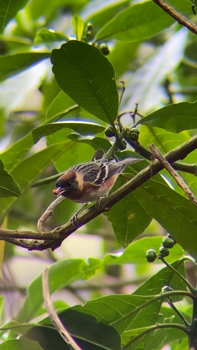 Bay-breasted Warbler - ML617875607