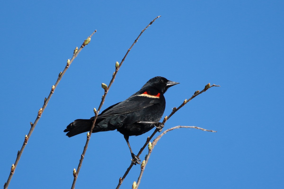 Red-winged Blackbird - ML617875622