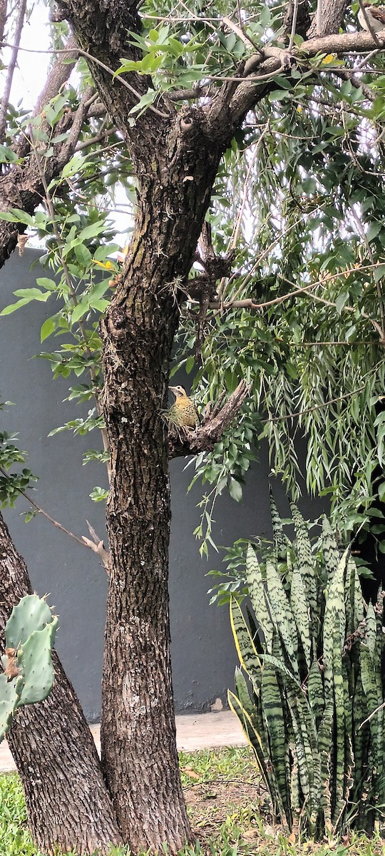 Green-barred Woodpecker - Gustavo Gutierrez