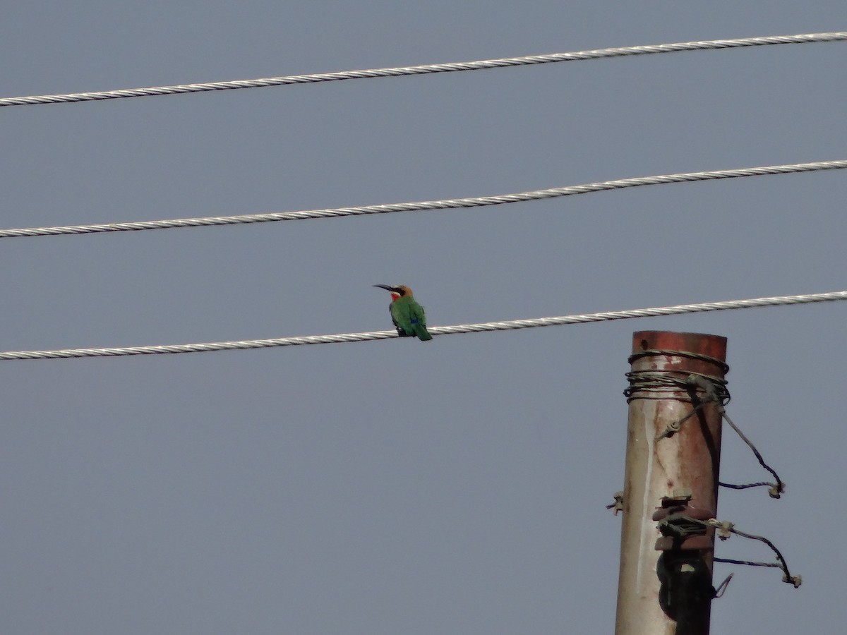 White-fronted Bee-eater - ML617875687