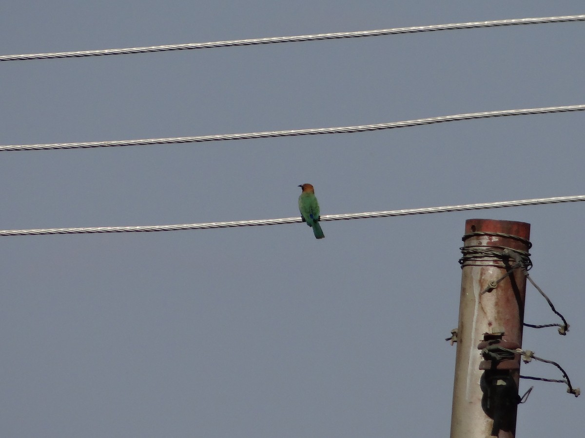 White-fronted Bee-eater - ML617875688