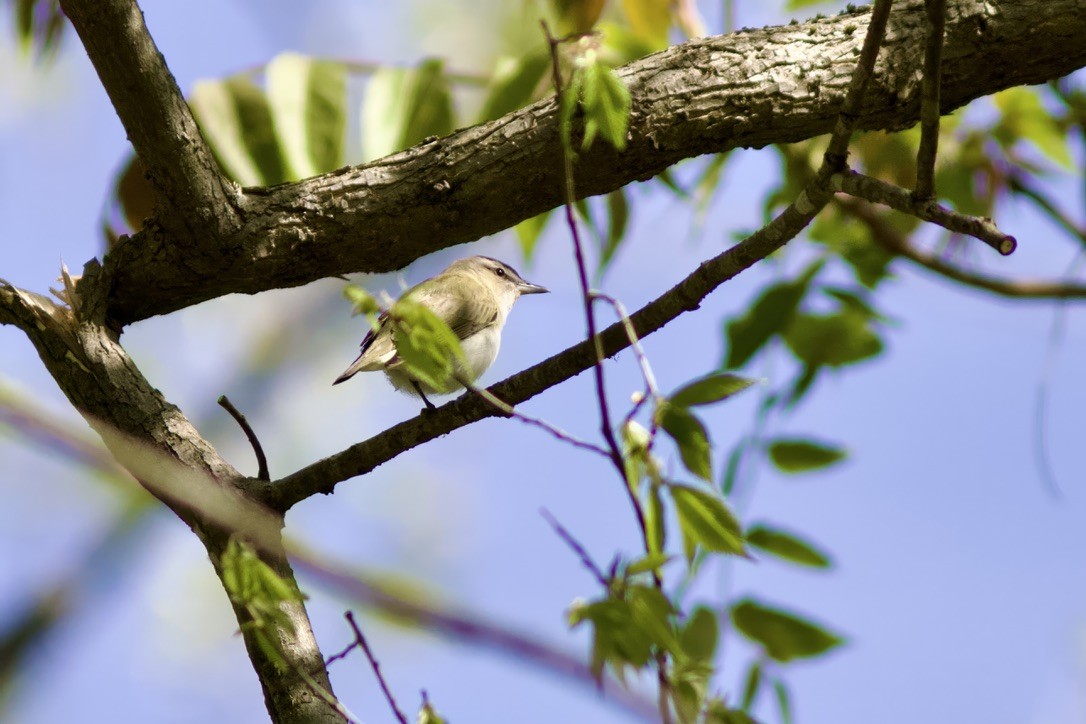 Red-eyed Vireo - Owen Krout