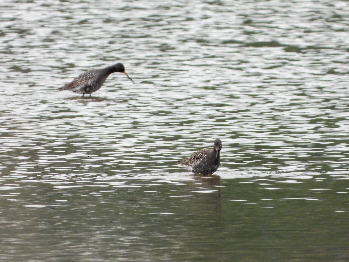Spotted Redshank - ML617875693