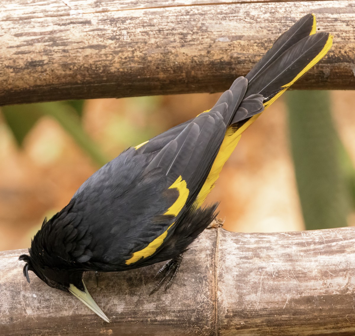 Yellow-winged Cacique - Scott Young