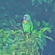 Red-necked Parrot - ML617875732