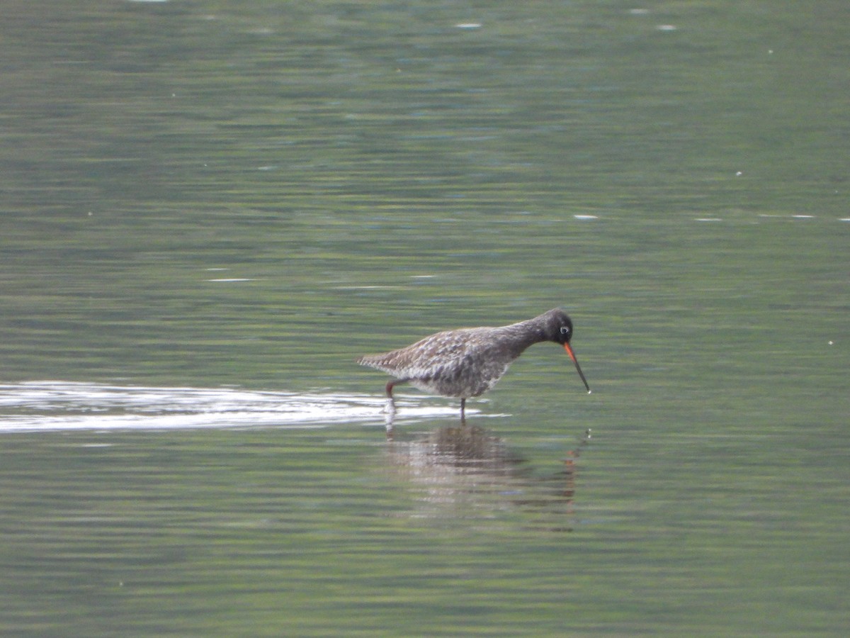 Spotted Redshank - ML617875761