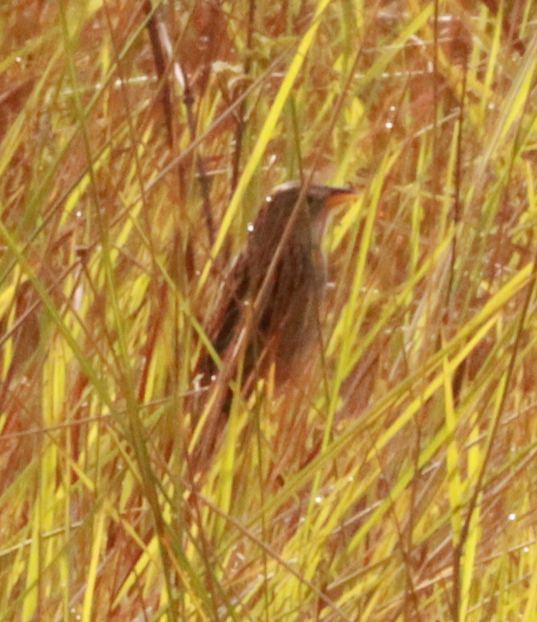 Wedge-tailed Grass-Finch - Víctor Blanco Méndez