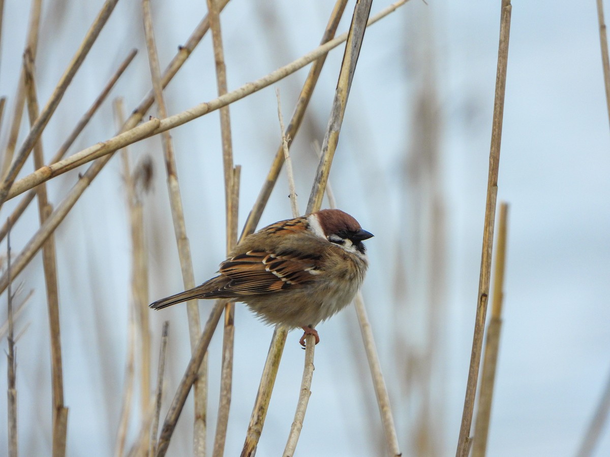 Eurasian Tree Sparrow - ML617875802