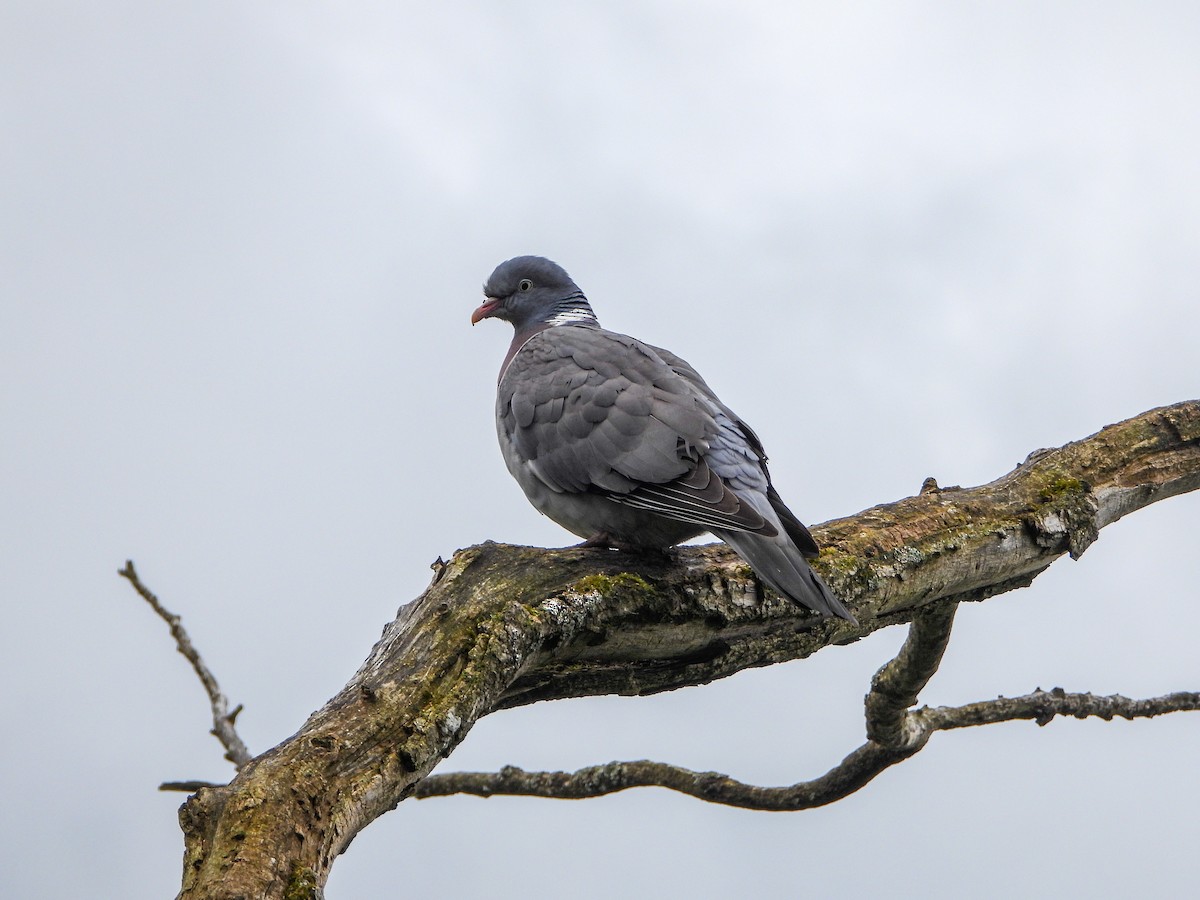 Common Wood-Pigeon - ML617875827