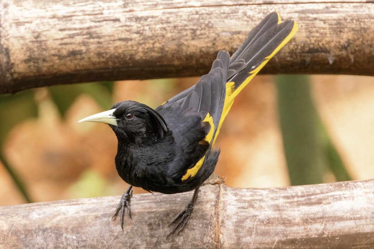 Yellow-winged Cacique - ML617875833