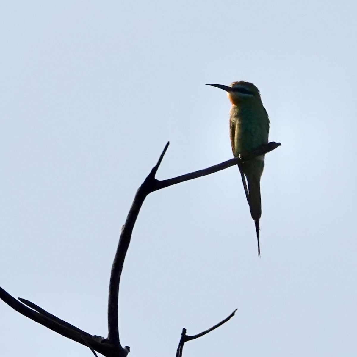 Blue-cheeked Bee-eater - ML617875881